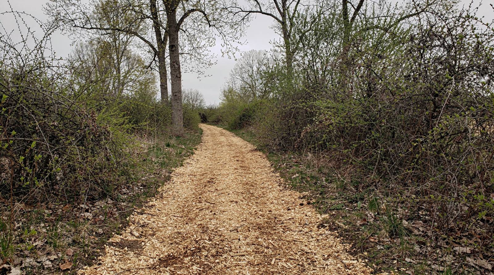 Wide trail cut through dense overgrown brush with mulch covering the trail floor